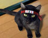 Имя файла=ninja-cat1.jpg
Размер файла=45КБ
Размеры=358x283
Дата=Нояб 09, 2012 ninja-cat1.jpg