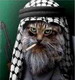 ������ ��� Bigg Cat