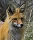 ������ ��� fox98